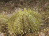 Green Sea Urchin  Strongylocentrotus Droebachiensis  New England  USA