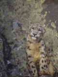 Snow Leopard  Panthera Uncia  an Endangered Species  Asia