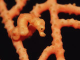 Denise Pygmy Seahorse Camouflaged on Coral (Hippocampus Denise)  Indonesia