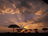 Crepuscular Sun Rays and Acacia Trees at Twilight  Masai Mara Game Reserve  Kenya  Africa
