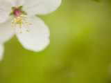 Apple Blossom