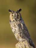 Female Long-Eared Owl  Asio Otus  USA