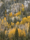 Autumn Brings a Color Change to Groves of Aspen on Red Mountain Pass