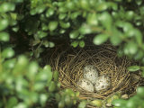 Northern Cardinal Eggs in the Nest (Cardinalis Cardinalis)  Eastern North America