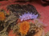 Triton's or Diamondback Nudibranch  Tritonia Festiva  California  Usa  Pacific Ocean