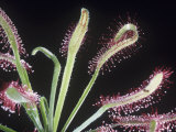 Sundew Leaf Folded around Prey  Drosera Capensis