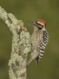 Ladder-Backed Woodpecker Male on a Lichen-Covered Snag (Picoides Scalaris)  Arizona  USA
