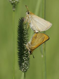 European Skipper Butterflies Mating (Thymelicus Lineola)