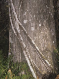 Strangler Fig  Ficus Aurea  Growing on its Host Tree in a Tropical Forest  Florida  USA