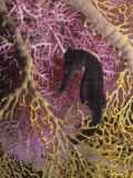 Seahorse  Hippocampus Kuda
