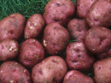 Red Pontiac' Potato Variety