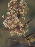 Pinewoods or Pink-Veined Milkweed (Asclepias Humistrata)  Southern USA