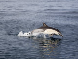 Common Long-Beaked Dolphin Leaping (Delphinus Capensis)  San Diego  California  USA
