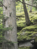 Western Red Cedar Forest  Thuja Plicata  with Nearby Mossy Rocks  Western North America