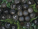 Striated Bird Nest Mushrooms  Cyanthus Striatus  Central USA