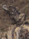 Rhinoceros Iguana  Cyclura Cornuta  an Endangered Species  Haiti and Puerto Rico
