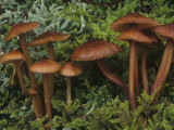 Mycena Mushrooms in Mosses on the Forest Floor  Mycena Sanguinolenta  Central USA