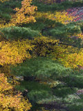 Comparison of Evergreen Conifer Needles with the Fall Leaves of Deciduous Trees  Eastern USA