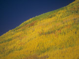 Quaking Aspens in the Fall  Populus Tremuloides  Western North America