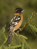 Black-Headed Grosbeak Male (Pheucticus Melanocephalus) on a Mesquite Tree  Arizona  USA