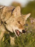 Coyote Snarling and Showing its Teeth (Canis Latrans)