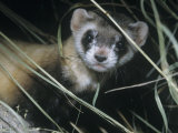 Black-Footed Ferret (Mustela Nigripes)  a Highly Endangered Species of North American Mammal