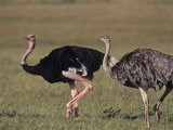Ostrich Pair (Struthio Camelus Massaicus)  Masai Mara Game Reserve  Kenya  Africa