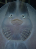 Underside of a Young Clearnose Skate (Raja Eglanteria)  Atlantic Coast of North America