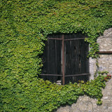 Boston Ivy (Parthenocissus Tricuspidata) Framing a Dark Barn Hay Door  France  Europe