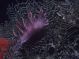 Nudibranch  Dendronotus Diversicolor  California  Usa  Pacific Ocean