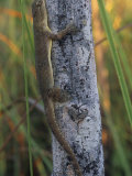 Mediterranean Gecko (Hemidactylus Turcicus)  Introduced into the Southern USA