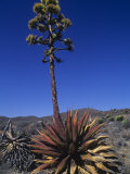 Century Plant  Agave Shawii  Blooms Against Blue Desert Sky in Spring  Baja California  Mexico