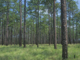 Longleaf Pine  Pinus Palustris  Forest and Savanna  Southeastern USA