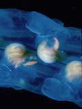 Salp (Pegea) with Commensal Amphipods  Pacific Ocean Off Southern California  USA