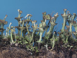 Lichen  Cladonia Verticillata  North America