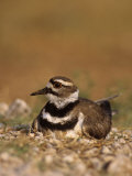 Killdeer Incubating Eggs on its Nest  Charadrius Vociferus  North America
