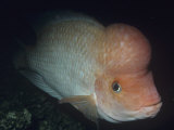 Midas Cichlid Head (Cichlasoma Citrinellum)  Large Central American Rivers