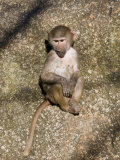 Hamadryas Baboon Young (Papio Hamadryas)  Ethiopia