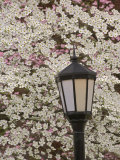 Lamp and Flowering Dogwood Tree  Cornus Florida  Audubon Neighborhood  Louisville  Kentucky  USA