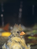 Female Northern Cardinal Bathing in Water (Cardinalis Cardinalis)  Eastern USA