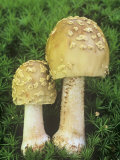 Blushing Amanita Mushrooms Among Mosses on the Forest Floor  Amanita Rubescens  Central USA