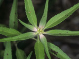 Toothed Spurge (Euphorbia Dentata)  an Invasive Noxious Weed  Virginia  USA