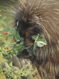 Porcupine  Erethizon Dorsatum  Eating Plants  North America