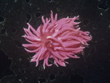 Hopkin's Rose Nudibranch (Hopkinsia Rosacea)  Pacific Coast of North America