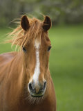 Horse in Meadow  Cades Cove  Great Smoky Mountains National Park  Tennessee