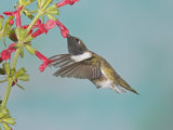 Male Black-Chinned Hummingbird  Archilochus Alexandri  Nectaring at a Flower  Western USA