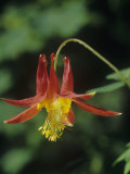 Red Columbine  Aquilegia Formosa  California  USA