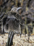 Roadrunner Sunbathing  Geococcyx Californianus  Western North America