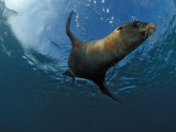 South African Fur Seal Swimming (Arctocephalus Pusillus Pusillus)  South Africa