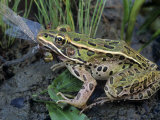 Northern Leopard Frog (Rana Pipiens) Eating a Dragonfly